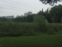 -昆山城市生态森林公园