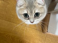 -纳吉亚猫专科动物医院博雅分院