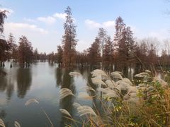 -池杉湖湿地公园