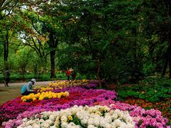 -上海共青森林公园