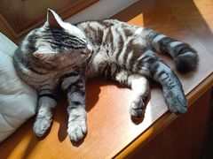 -芭比堂爱心动物医院(柯桥康爱分院)