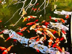 -南宫五洲植物乐园