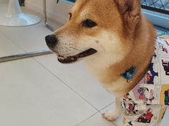 -怪兽屋·羊驼·猫咖·狗咖(俊华广场店)