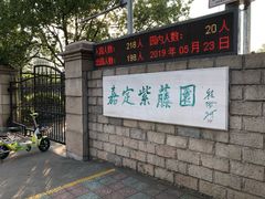 -嘉定紫藤园