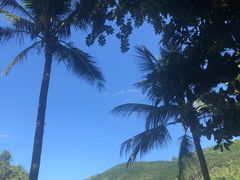 -西双版纳原始森林公园