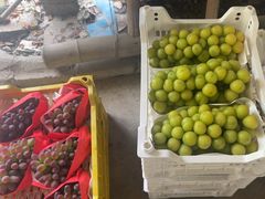 -马陆小张葡萄园农家乐