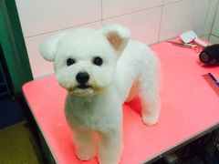 -喵宠乐园·撸猫互动·猫舍