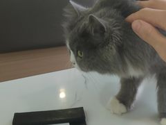 -喵园·猫主题咖啡厅·撸猫·猫咖(国贸店)