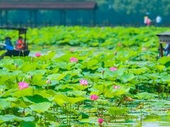 -荷塘月色湿地公园·向阳花洲