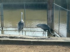 -盐城丹顶鹤湿地生态旅游区