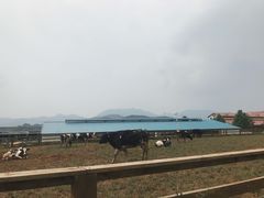 -君乐宝优致牧场
