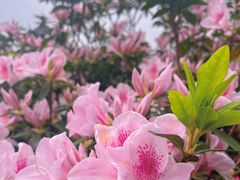 -梧桐山风景名胜区