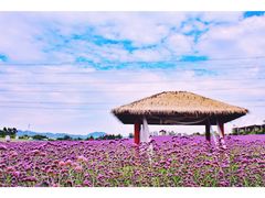 -紫颐香薰山谷景区