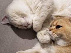 -喵屿·大理花园猫咖