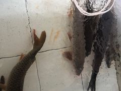 -金台阶鱼馆(于桥水库店)