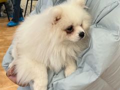 -Let's go狗咖·猫咖·奶狗·桌游(春熙路IFS店)