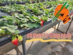 -甜心庄园·甜心草莓采摘园(西青中北店)