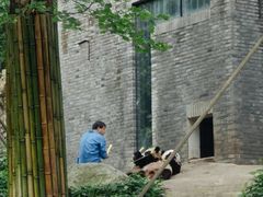 -都江堰中华大熊猫苑