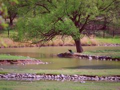 -北京麋鹿生态实验中心