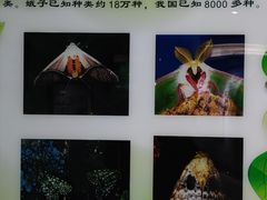 -上海昆虫博物馆