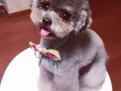 -FAELING PETS美天灵宠物(富力广场店)