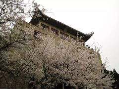 -武汉大学-樱园