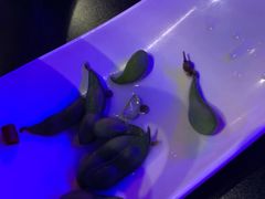 -西街夜油条·麻团包乌饭