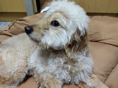 -佳雯宠物医院·皮肤科·内外科(春晓路分院)