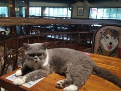 -more than meow吴止猫主题餐厅(承德 中船汇店)