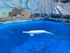 -海合安青岛极地海洋公园