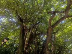 -九龙公园