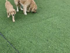 -汪说喵讲宠物乐园宠物酒店(红星美凯龙店)