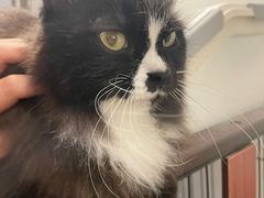 -有猫主题·治愈系猫咖(曾厝垵店)