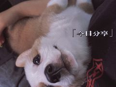 -可蒙动物医院·猫科·骨科中心(首义路店)