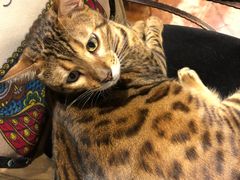 -more than meow吴止猫主题餐厅(承德 中船汇店)