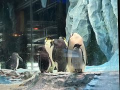 -帝企鹅自助餐厅•儿童岛•真企鹅(长隆企鹅酒店)