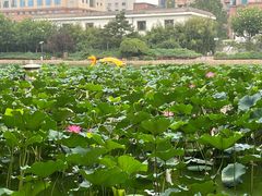 -团结湖公园