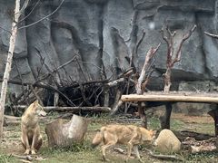 -武汉动物园