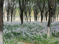 -东郊湿地公园