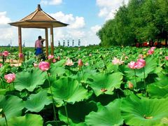 -北纬44度·金珠花海休闲农业旅游景区