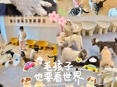-有喵·猫咖·狗咖·30几只猫10只小狗(岗厦店)