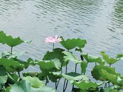 -羊亭河湿地公园