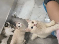 -楼上猫咖(罗湖店)