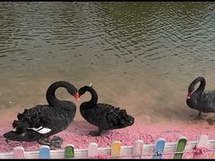 -苏州太湖西山岛开心农场