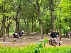 -北京野生动物园