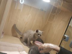 -屋虎猫馆(宝安大仟里店)