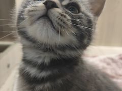 -喵zoo家庭繁育猫舍(尖东智能花园店)