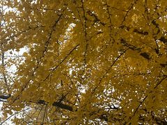 -三里屯东五街银杏大道