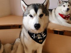 -Husky Go! 哈士奇体验馆·宠物咖啡厅狗咖
