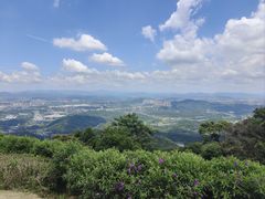 -黄埔油麻山森林公园